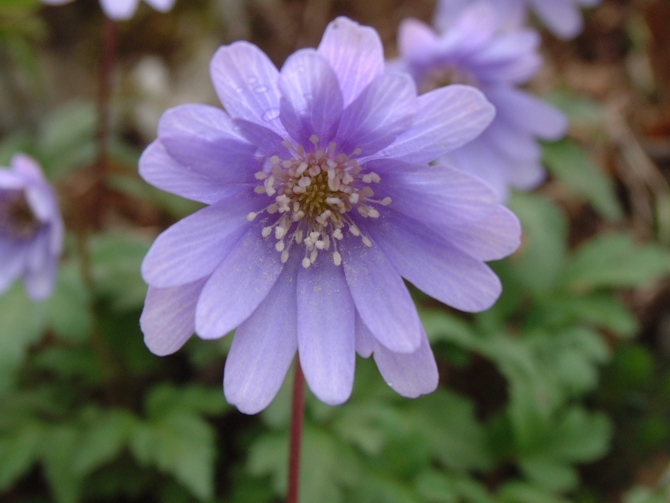 Anemone apennina e Anemone hortensis